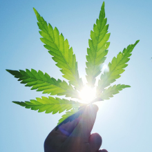 MFS insights: will the cannabis story go up in smoke?